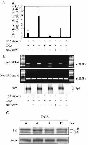 Bile acid는 JNK활성화를 통해서 DR5프로모터에 Sp1의 결합을 촉진