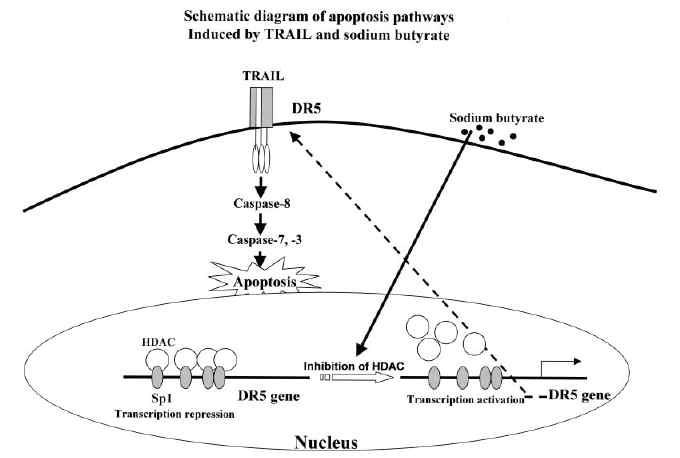 Sodium butyrate와 TRAIL에 의해 유도되는 세포사멸기전
