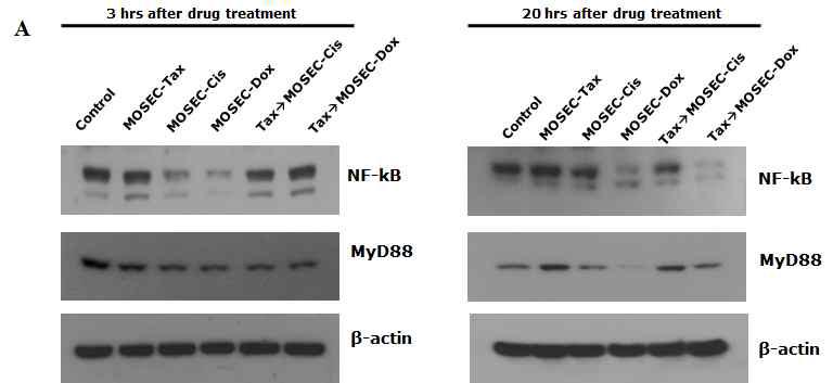 MyD88 expression in paclitaxel-exposed MOSECs