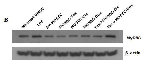MyD88 expression in BMDCs cultured with paclitaxel-exposed MOSECs post-treated with doxorubicin.