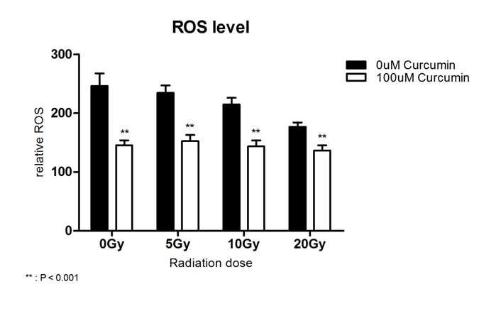 커큐민에 의한 고선량 방사선 유도 활성산소생성 억제