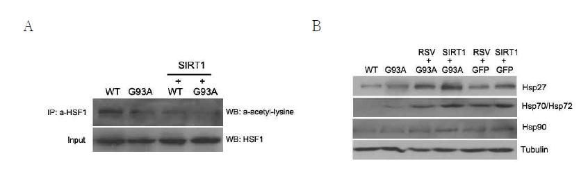 SIRT1 과발현에 의한 HSF1의 탈아세틸화 촉진 및 hsp 발현증가