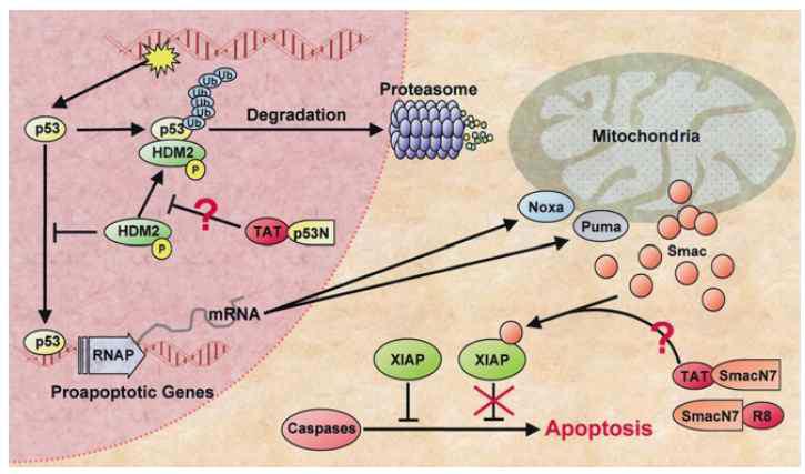 TAT-p53N peptide의 작용 기전