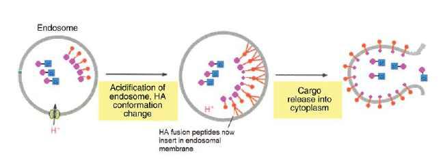 Tat-Cre가 Tat-HA2를 이용해 endosome에서 facilitated release되는 기전 (Blue, Cre cargo; Pink, Tat CPP; Red, HA2)
