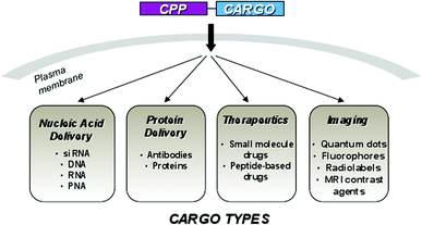 Applications of PTDs as molecular delivery vehicles