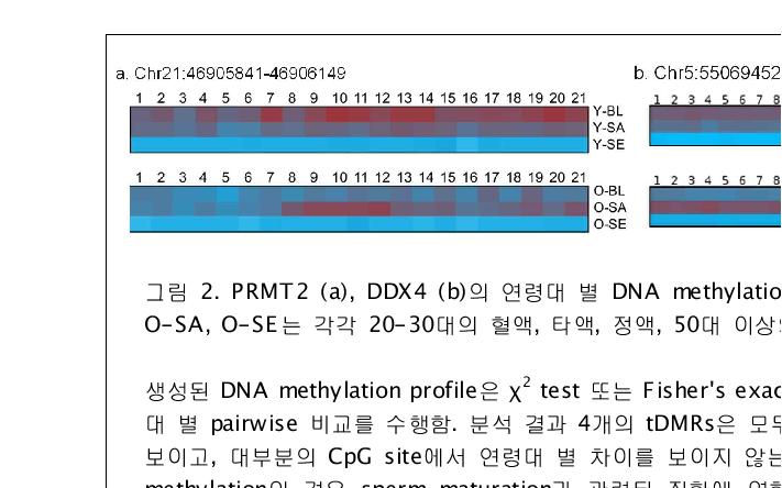 PRMT2 (a), DDX4 (b)의 연령대 별 DNA methylation profiles. Y-BL, Y-SA, Y-SE, O-BL,