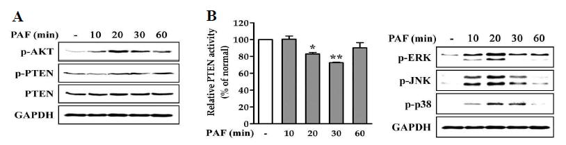 Effect of PAF on AKT, MAPKs signaling.