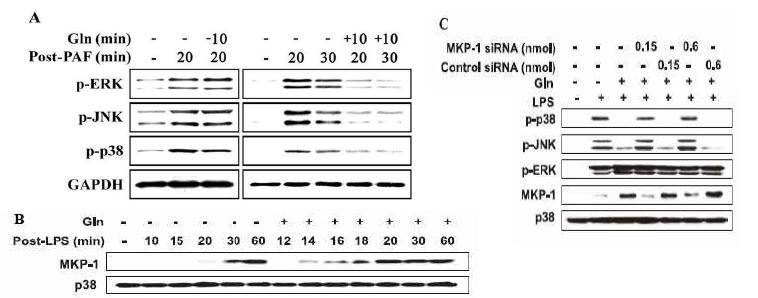 Effect of Gln on MAPKs phosphorylation and the early induction of