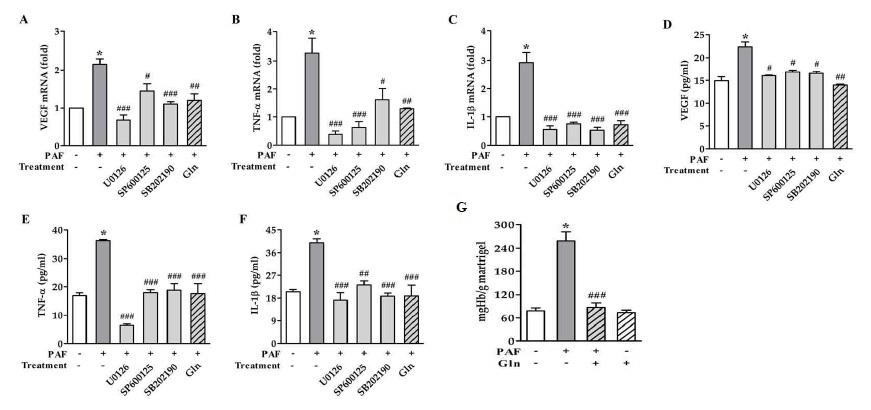 Effect of Glu on the expression of angiogenic factors and angiogenesis.