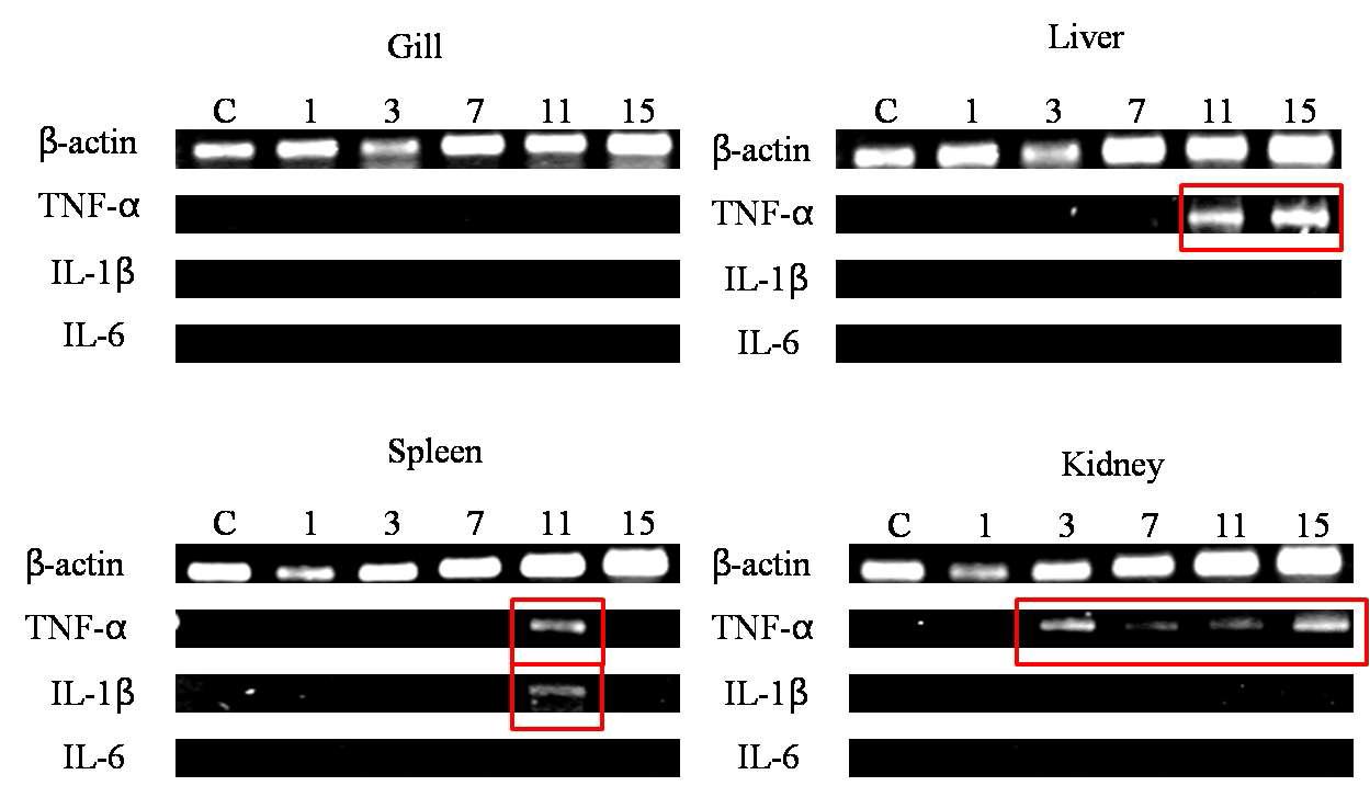 Results of Reverse Transcriptase-Polymerase Chain Reaction (RT-PCR) analysis of the expression of flounder TNF-α, IL-1β, IL-6, and β-actin after injection with S. iniae. Red boxes indicate that increasing the immune response.