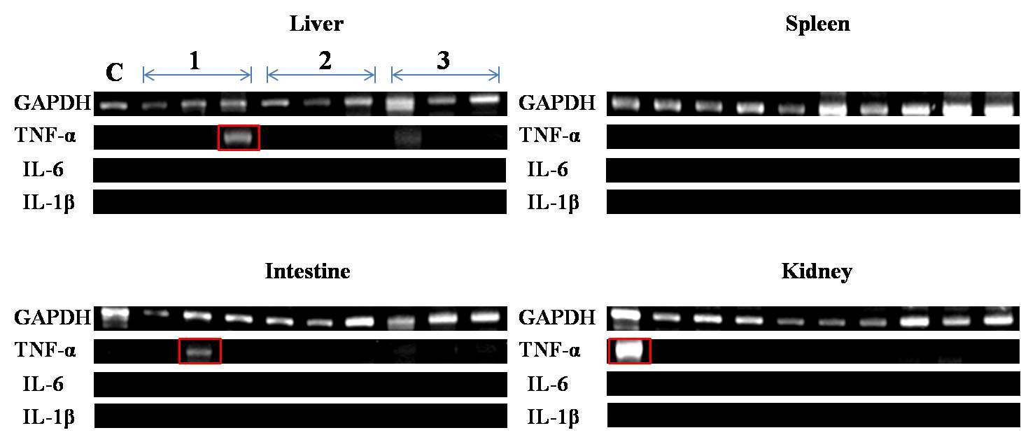 RT-PCR results of organs of flounders, infected with S. iniae, after flounders were immersed in nisin Z solution. Red boxes indicate that increasing the immune response.