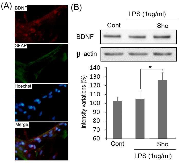 [6]-shogaol의 세포의 생존과 유지에 깊이 관여하는 것으로 알려진 신경영양인 자(BDNF)의 발현을 유의성 있게 유도하는 것으로 밝혀짐