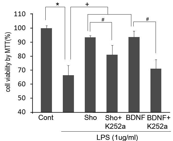[6]-shogaol은 LPS에 의해 떨어진 세포 생존율을 BDNF와 같이 유의성 있게 회복을 보여 줌