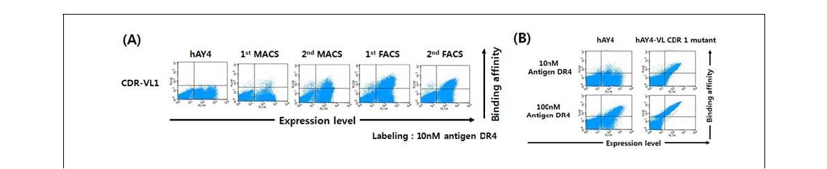 항-DR4 hAY4의 친화도 개량