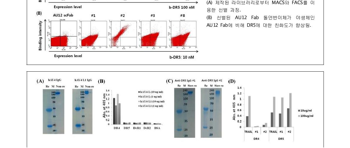 선별된 항-DR4/DR5 IgG의 발현 및 동정(A) 정제된 항-DR4 hAY4 L1 IgG의 환원 및 비환원 조건에서의 SDS-PAGE 분석