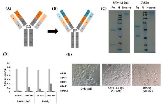 hAY4 L1 tetravalent IgG 항체의 구축 및 생화학적/생물학적 동정