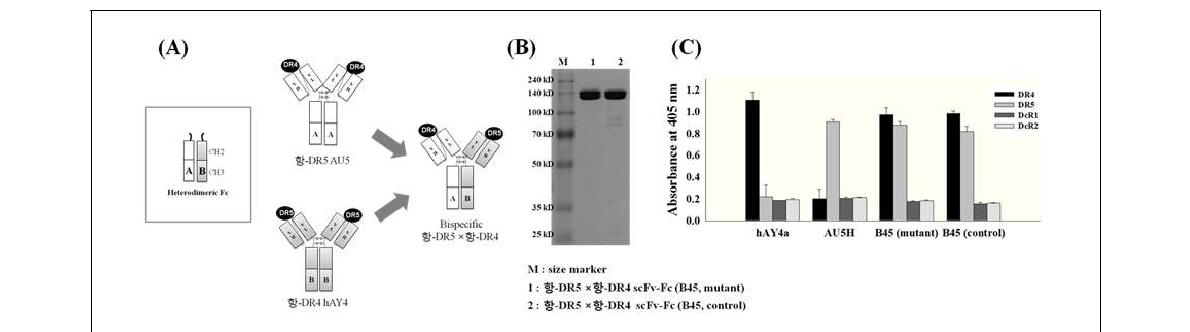 항-DR4/DR5 이중 특이성 항체의 구축 및 생화학적 동정