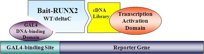 Construction of Runx2 and Runx2ΔC clone for Y2H