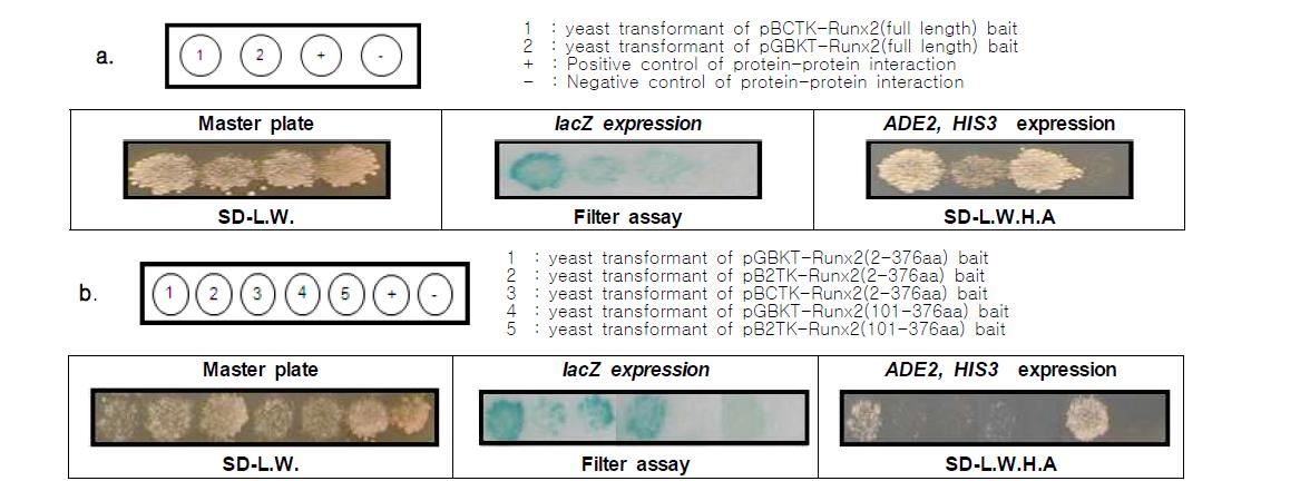 Interaction analysis of Runx2 variant (101aa-end, 427aa, 101aa-376, 276aa) bait with mouse 17 days embryo library by Y2H