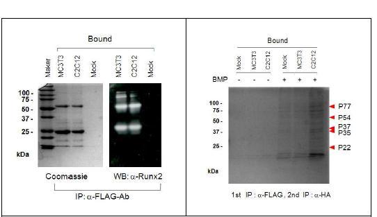 Affinity chromatography purification of Runx2 multiproteincomplexes.