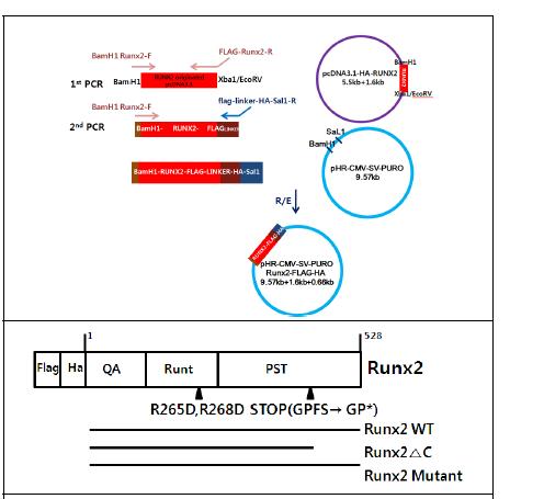 The Runx2 block diagram depicts its glutamine/alanine-rich QA domain, the DNA- binding Runt domain, and the proline/serine/ threonine-rich PST domain.