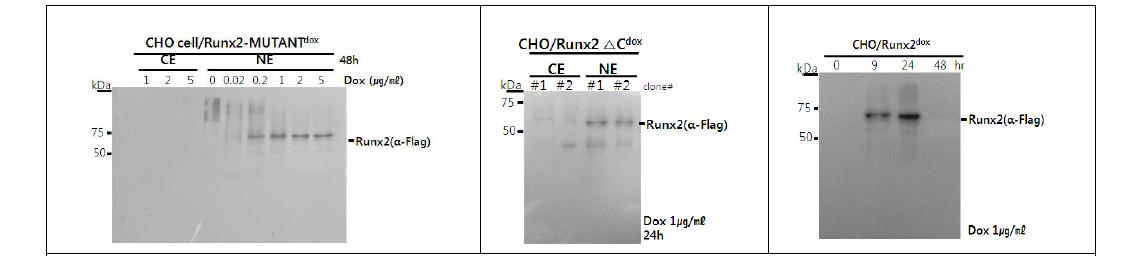 Whole cell extracts, prepared from Rx2dox, Rx2△Cdox and Rx2-Mdox cells treated with the indicated concentrations ofDox, were subjected to western blot analysis using anti-Flag antibodies.