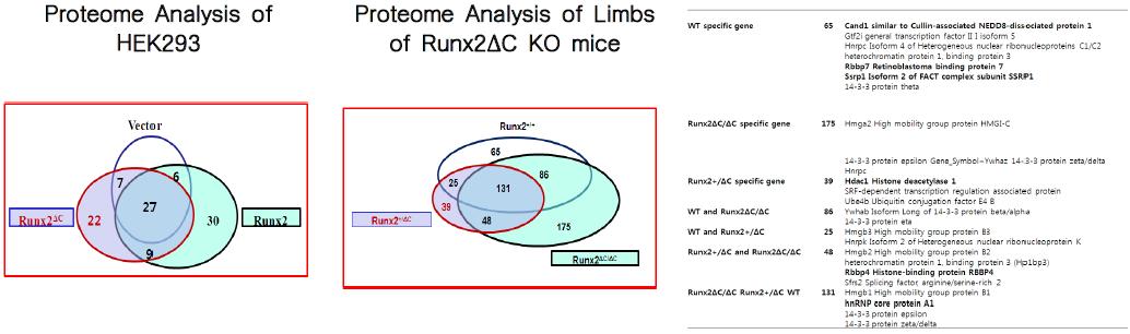 Venn diagram analysis showed specifically expressed proteins identified by LC-MS/MS analysis weredetermined between Runx2 mice or Runx2 transected cell and Runx2△C mice or and Runx2△C transectedcell, respectively.