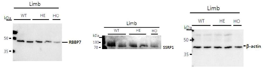 Figure 7. Expression level of Rbbp7 and Ssrp1 in RUNX2 +/+, +/-, -/- mice