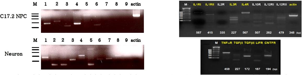 신경줄기세포주와 초대배양한 신경세포에서 TLR family(left) cytokine receptor(right) 발현 여부 확인.