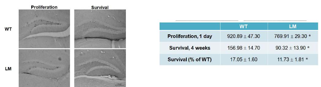 8주령 WT와 LM 생쥐에서의 해마신경재생성 검증 결과.