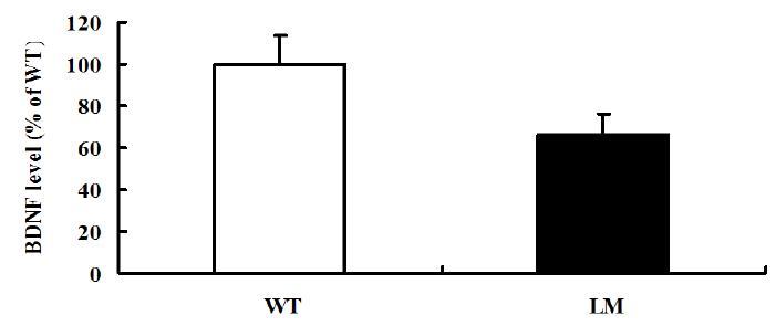 WT과 LM의 해마에서 BDNF 양을 관찰한 결과
