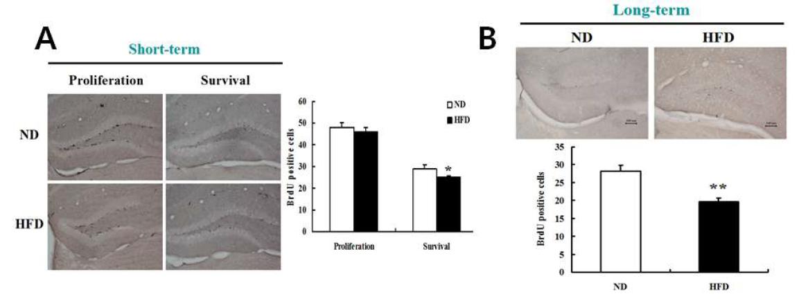 고지방식이 섭취에 따른 해마신경재생성 측정.