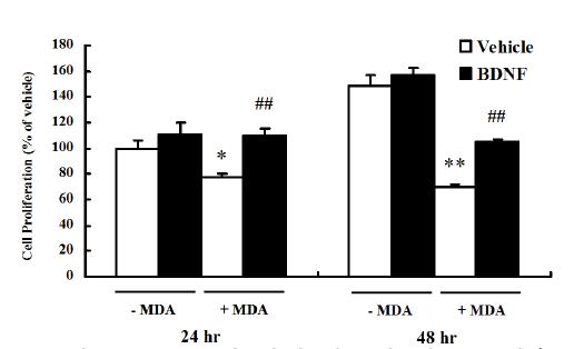 MDA에 의해 감소된 세포 증식을 BDNF가 효과적으로 보호하는지 확인함.