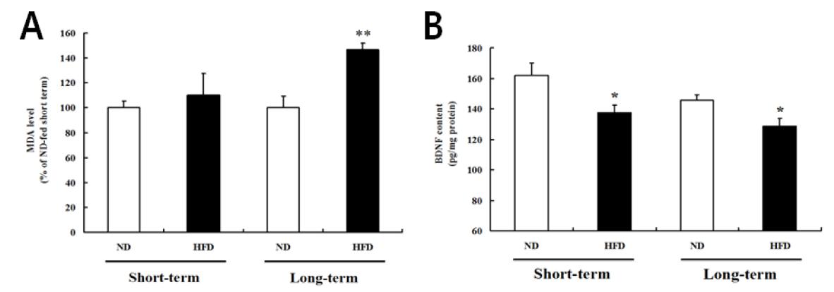 정상식이와 고지방식이를 섭취한 생쥐의 뇌를 해마를 적출하여 과산화지질의 척도인 MDA(A)와 신경재생성의 중요한 인자인 BDNF level(B)을 측정함.
