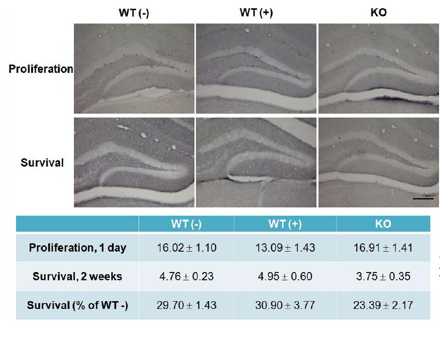WT과 SMP30KO mice에서 해마신경재생성 결과