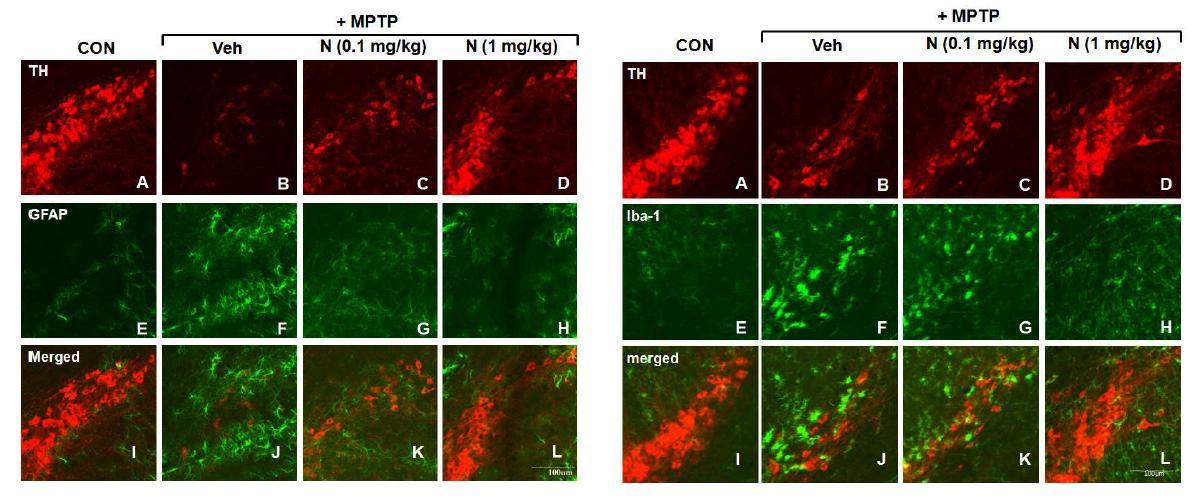 Substatia nigra 부위를 TH와 GFAP (left), Iba-1 (right)의 doubla staining을 통해 Dopaminergicneuron의 손실정도와 glial activation 정도를 관찰함.