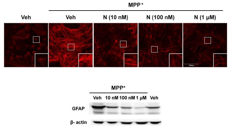 Primary cultured astrocyte에 MPP+와 Naphthazarin을 각각 처리하여 GFAP immunostaining과western blotting을 수행한 결과.