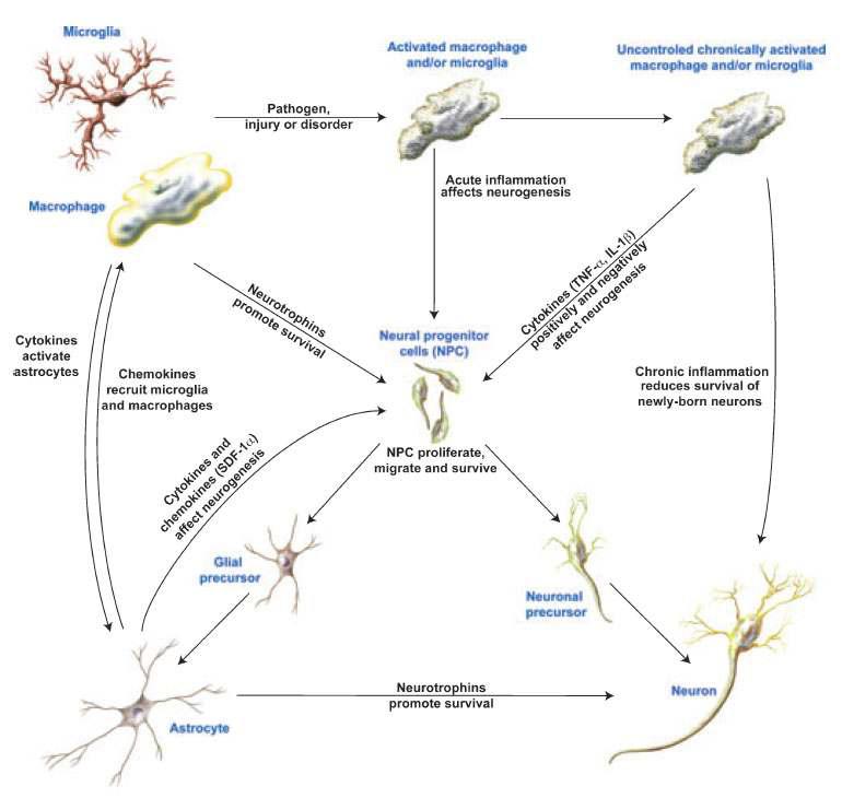 뇌염증반응이 신경재생성 조절에 미치는 영향에 대하여 제시된 분자기전