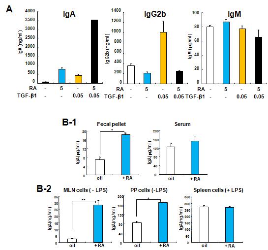 IgA 생성에 대한 RA의 조절 효과