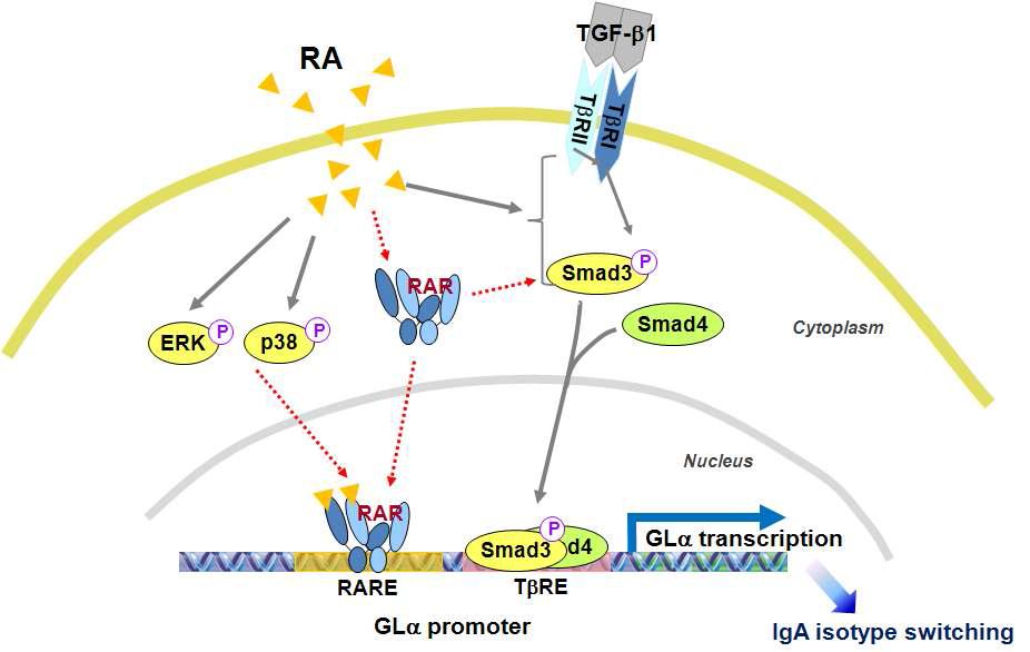 연구결과로부터 요약된 RA에 의한 Ig GLα promoter 활성화 기작.