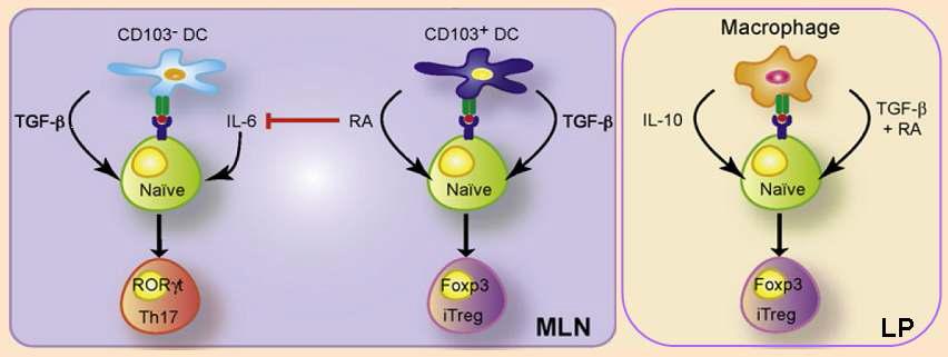 T cell 분화에 미치는 RA의 역할