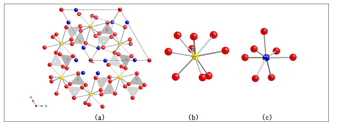 (a) c-축을 따라 도시한 인회석(HAP) 구조. 인회석 구조에서 Ca1(b) 과 Ca2(c) 의 자리를 도시. Ca1, Ca2, O 및 H 원자들이 빨강, 파랑, 노랑 및 검정 원형구로 각각 도시됨. 인(phosphate groups)은 사면체로 도시됨.