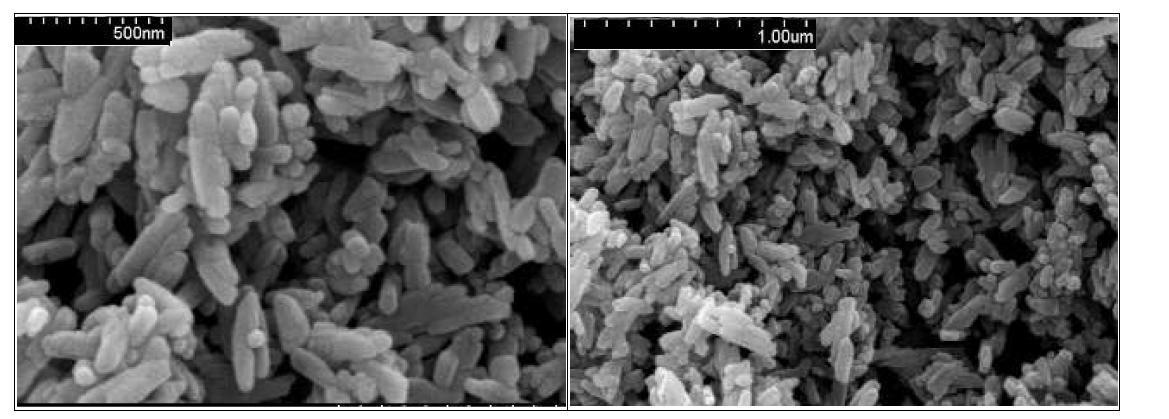 합성된 HAP의 SEM 이미지 (500 nm and 1.00μm 스케일)