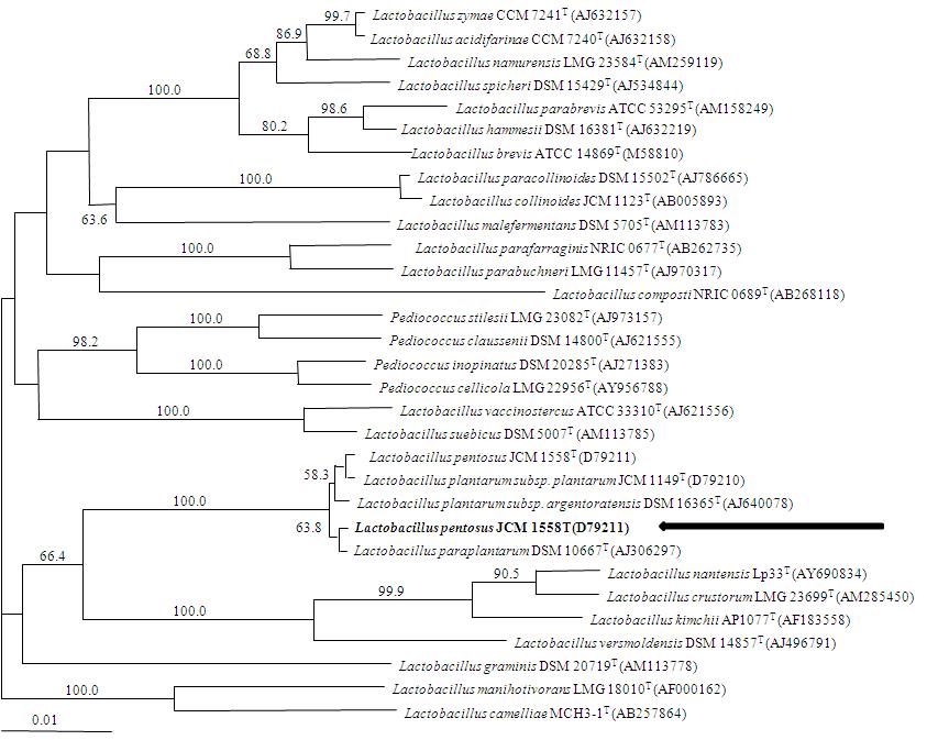 Unrooted phylogenetic tree constructed by the neighbor-joining method, showing the positions of strain L. pentosus PL11.