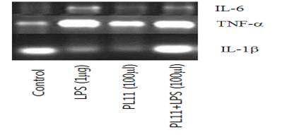 Effect of Live L. pentosus PL11 on transcription of cytokine`s mRNA in Caco-2 cell lines.