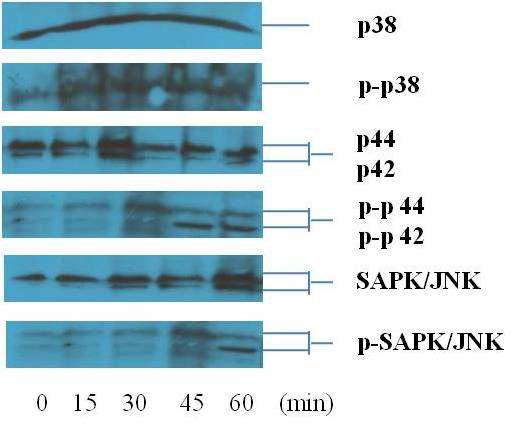 Live L. pentosus PL11 induced phosphorylation of p38, ERK1/2(p44/p42) MAPKs and JNK/SAPK in Caco-2 cell lines.
