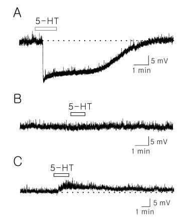 Gramicidin-perforated patch recordings를 이용하여 current-clamp mode에서 총 270개의 아교질 신경세포에서 5-HT에 대한 반응을 관찰하였다.