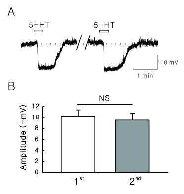 SG 신경세포의 5-HT에 대한 반응은 가역적이고 재현가능하였다.