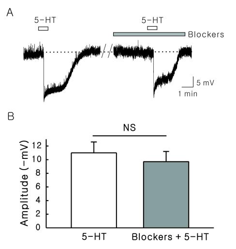 SG 신경세포에 대한 5-HT의 과분극 반응의 작용 부위를 알아보기 위해, 활 동전압에 의해 유발되는 신경전달 차단을 위해 Na+통로 억제제인 TTX 0.5 μM, 연 접전 신경세포의 축삭종말로부터 유리되는 글루탐산, GABA, 글리신에 의해 매개되 는 5-HT의 연접전 효과 차단을 위해 non-NMDA 수용체 길항제인 CNQX 10 μM, NMDA 수용체 길항제인 AP5 20 μM, GABAA 수용체 길항제인 picrotoxin 50 μM, 글리신 수용체 길항제인 strychnine 2 μM을 전처리한 상태에서 30 μM 5-HT를 적용하였다.