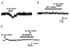 SG신경세포에 5-HT1A/7 수용체 작용제인 8-OH-DPAT를 적용시 과분 극이 유발된 경우 5-HT1A 길항제인 WAY-100635에 의해 억제되었고, 탈분극이 유발된 경우 5-HT7 길항제인 SB269970에 의해 일부 억제되었다.